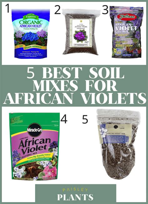 Best Soil For African Violets Paisley Plants