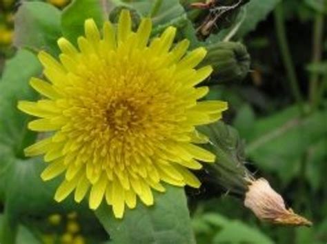 Sow Thistles A Nutritious Edible Weed HubPages