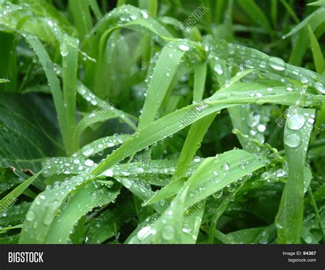 grass  rain image photo  trial bigstock
