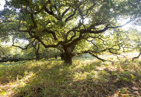 Felling Disease Pollution And Climate Change Pushing UK Woodland To