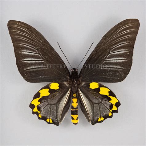 Troides Hypolitus Ssp PAIR A1 Indonesia Butterfly Art Inc