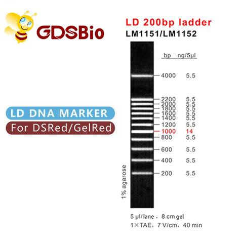 Bp Gel Electrophoresis Marker Ladder Gdsbio Blue Appearance