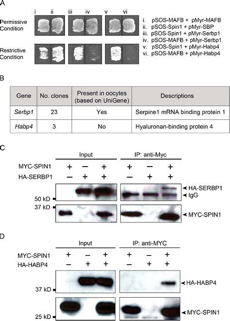 Figure From A Tudor Domain Protein Spindlin Interacts With The Mrna