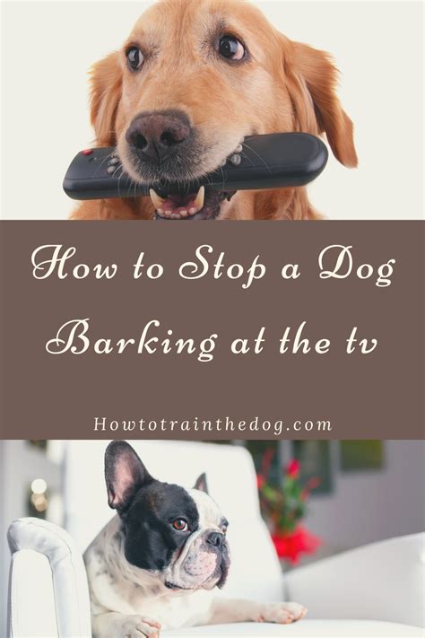 Expert Tips On How To Stop A Dog Barking At The Tv In 2021 Dog