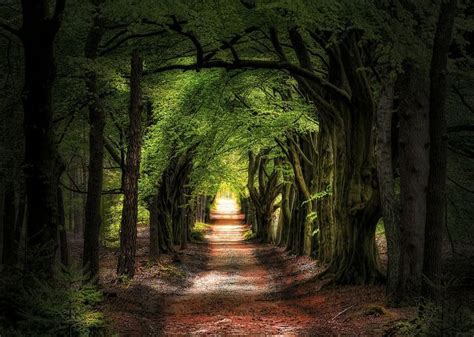 The Voyaging Tree Tunnel Tree Netherlands