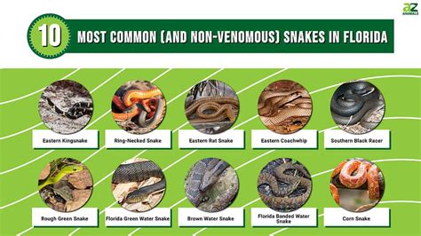 Non Native Florida Snakes at Nelson Kennedy blog
