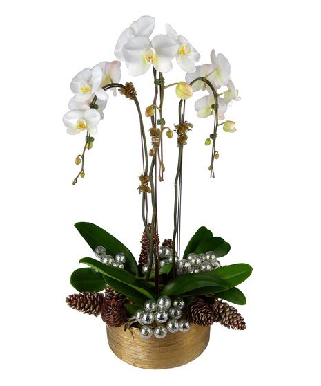 Louisville KY Orchid Plant Delivery Nanz Kraft Florists