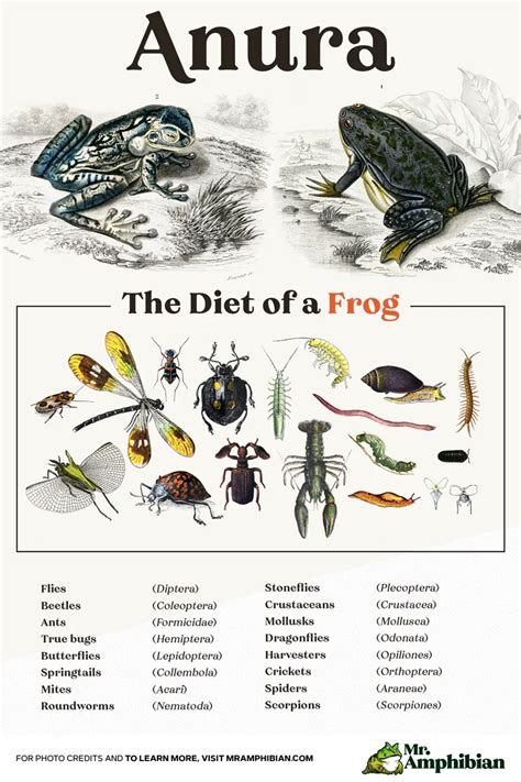 Frog And Toad Diet Pet Feeding Guide Mr Amphibian