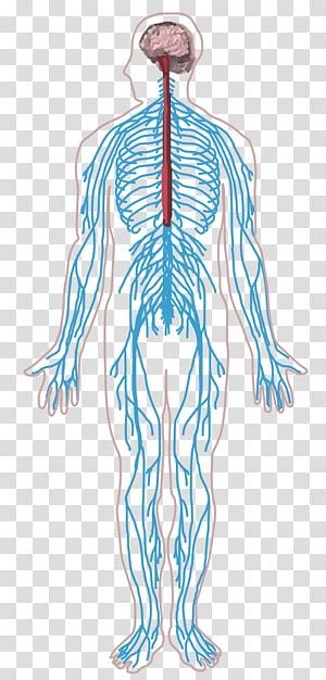 Central Nervous System Clipart