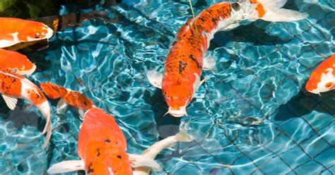 How Deep Does A Koi Pond Need To Be Essential Tips