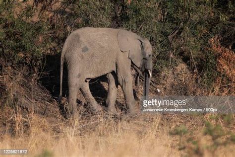 Mogwase Photos And Premium High Res Pictures Getty Images