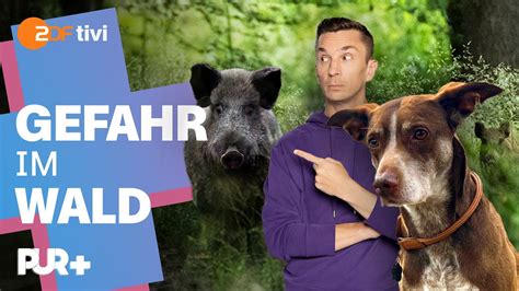 Wildschwein Begegnung Mit Hund Wie Reagiert Er Pur Youtube