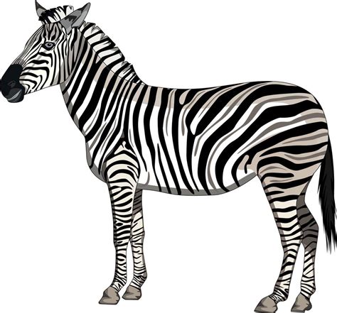 A Zebra Standing On A White Background Vector Illustration 13192509