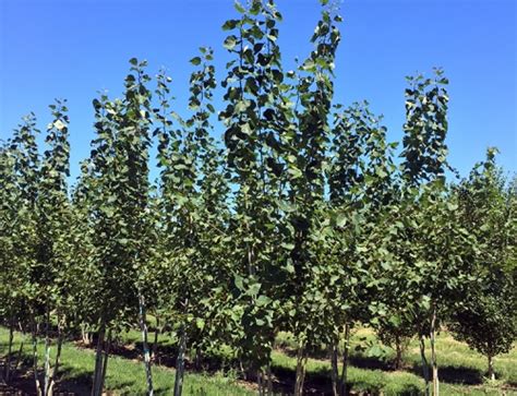 Quaking Aspen Clump Populus Tremuloides Kaspar Nursery