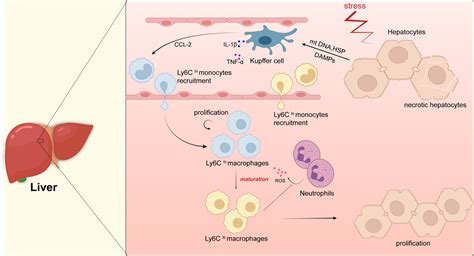 Macrophages Play A Key Role In Tissue Repair And Regeneration Peerj