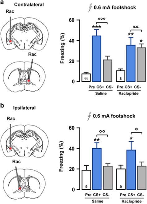 Concomitant D R Activation In The Cea And Bnst Prevents Fear