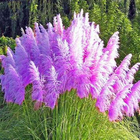 Beautiful Colorful Pampas Grass Flower Flores Garden Rare Bonsai Plants Decorative Plant High