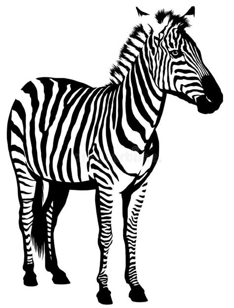 Zebra Illustration Stock Vector Illustration Of Safari 34901889