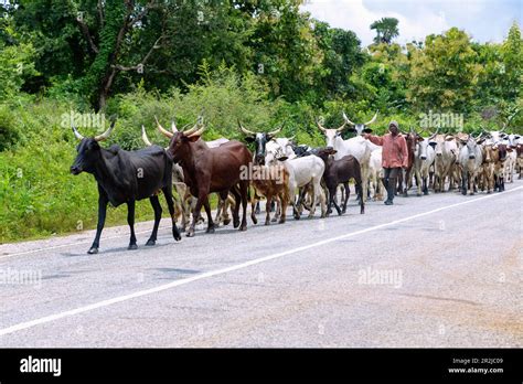 Cebus Herd With Herdsmen At Jema On The Tamale To Techiman Road In The