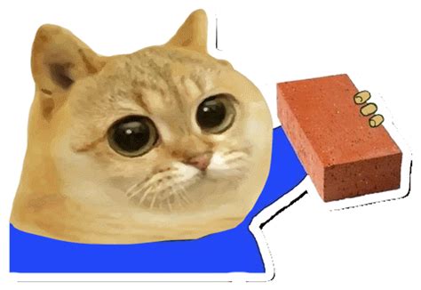 Catcoin Cat Meme Sticker - Catcoin Cat meme Cat memes - Discover ...