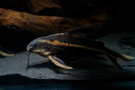 Striped Raphael Catfish (Platydoras Armatulus): Care Guide - Fish Laboratory