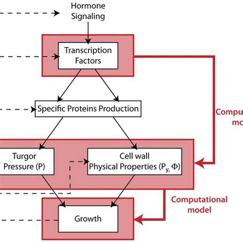 Schematic View Of The Regulation Of Growth In Multicellular Download Scientific Diagram