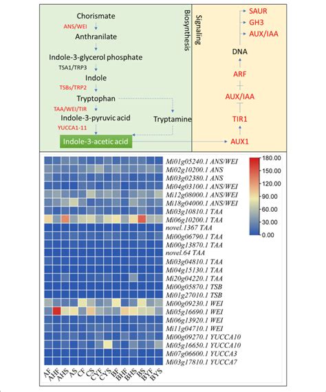 | Indole-3-acetic acid biosynthesis and auxin signaling in mango. The ...