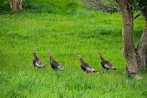 Colorado Wild Turkey Stock Photos Pictures And Royalty Free Images Istock