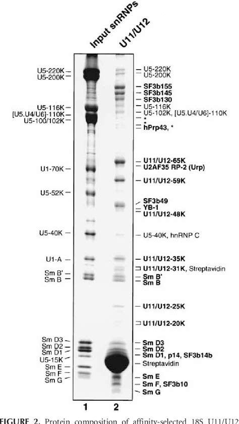 Figure From The Human S U U Snrnp Contains A Set Of Novel