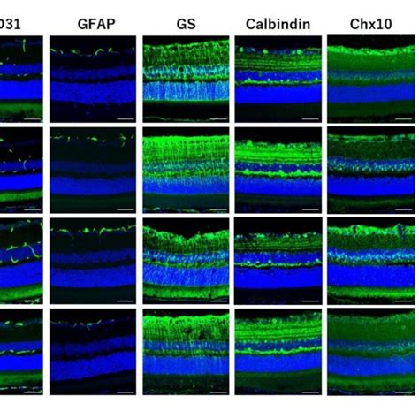 Immunohistochemical Staining Results Of Whole Mount Retina Retinal