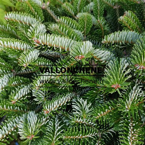 Abies Nordmanniana Dobrichovice Dwarf Nordmann Fir