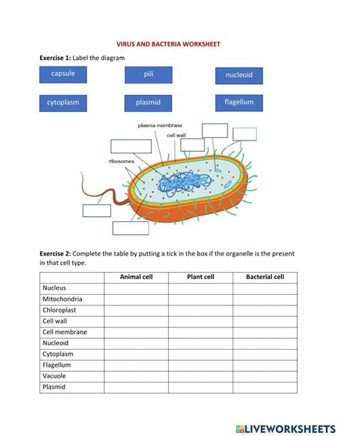 Viruses And Bacteria Worksheet Live Worksheets Worksheets Library