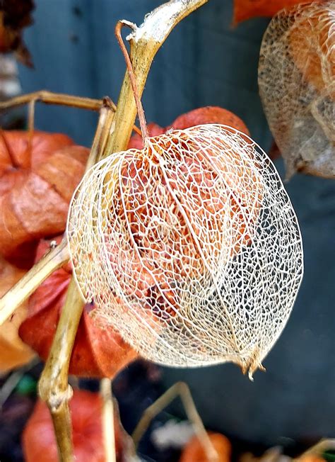 Lampionplant Groot Physalis Alkekengi Var Franchetii Gigantea 50