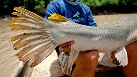 Sight Fishing Prehistoric Dinosaur Fish - Camping