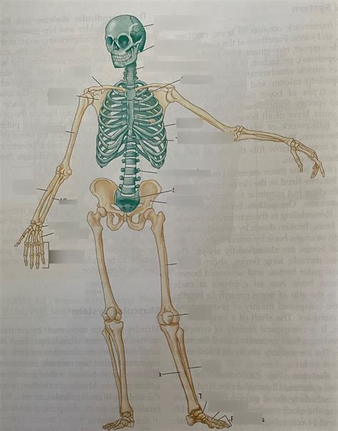 Skeletal System Diagram Quizlet