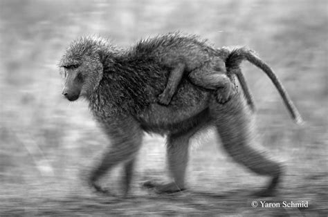 Monkey On Back