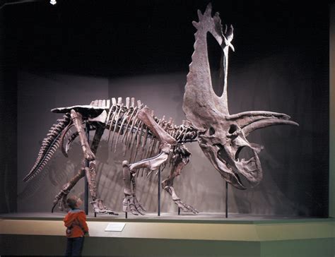 This Achelousaurus Skeleton Rnaturewasmetal