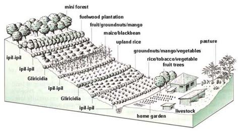 Permaculture Design For Upland Farming Agricultural Land Technology