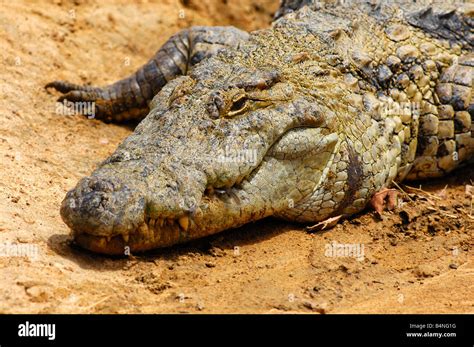 El Cocodrilo Del Nilo Crocodylus Niloticus Los Cocodrilos Sagrados De Bazoulé Burkina Faso