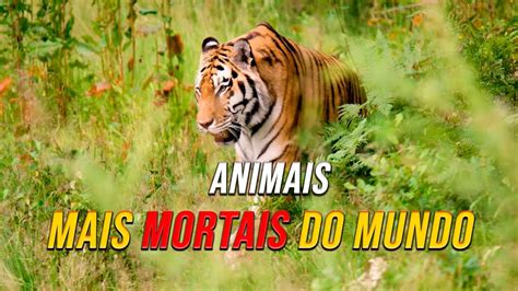 Alguns Dos Animais Selvagens Mais Mortais Do Mundo YouTube