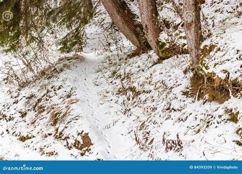 Animal Footprints in the Snow Stock Image - Image of footprints, animal: 84393209