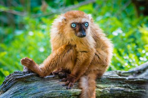 Definitive Guide To Blue Eyed Black Lemur Facts Habitat Conservation