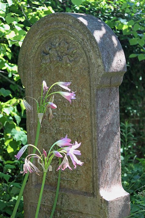 Hope Springs Eternal Photograph By Suzanne Gaff Fine Art America