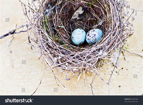 Real Nest And Blue Spotted Chipping Sparrow Eggs On Tan Craquelure