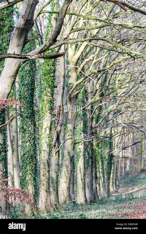 Line Of Beech Trees In Winter Stock Photo Alamy