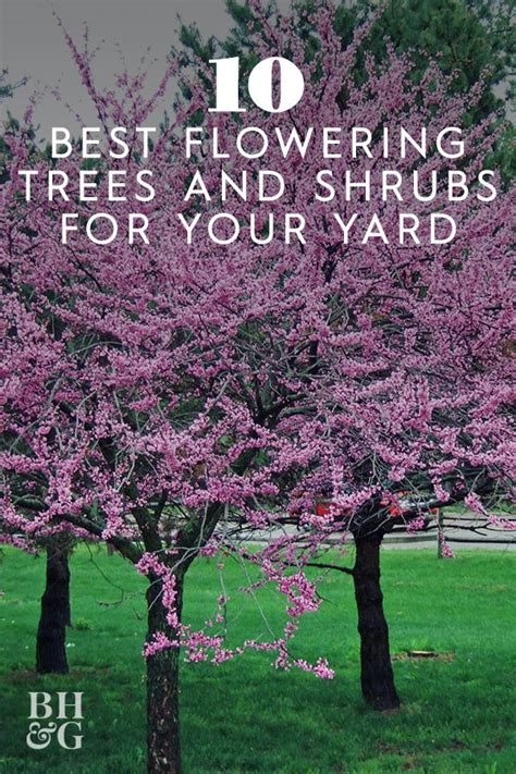 10 Flowering Trees And Shrubs To Make A Statement In Your Yard This