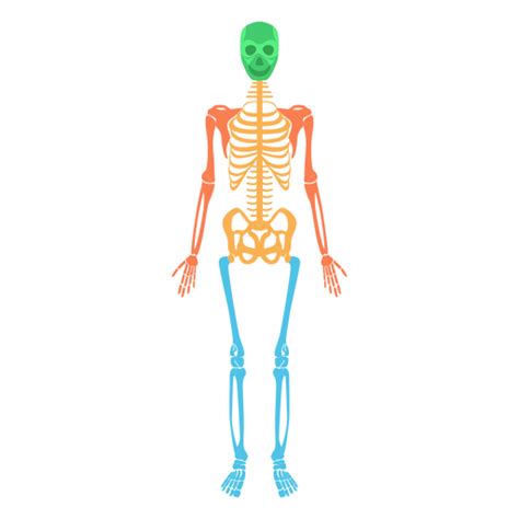 Body Skeleton Transparent File Png Play