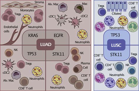 Understanding Nsclc One Cell At A Time Cancer Cell