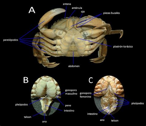 A Vista Ventral De Un Cangrejo De Mar B Vista Ventral Del Abdomen De