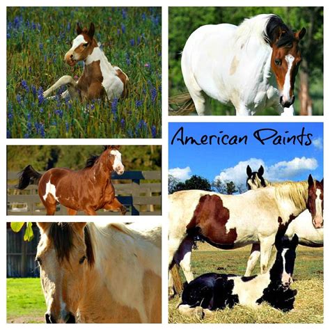 American Paint Horse Breed. | American paint horse, American paint, Horse painting